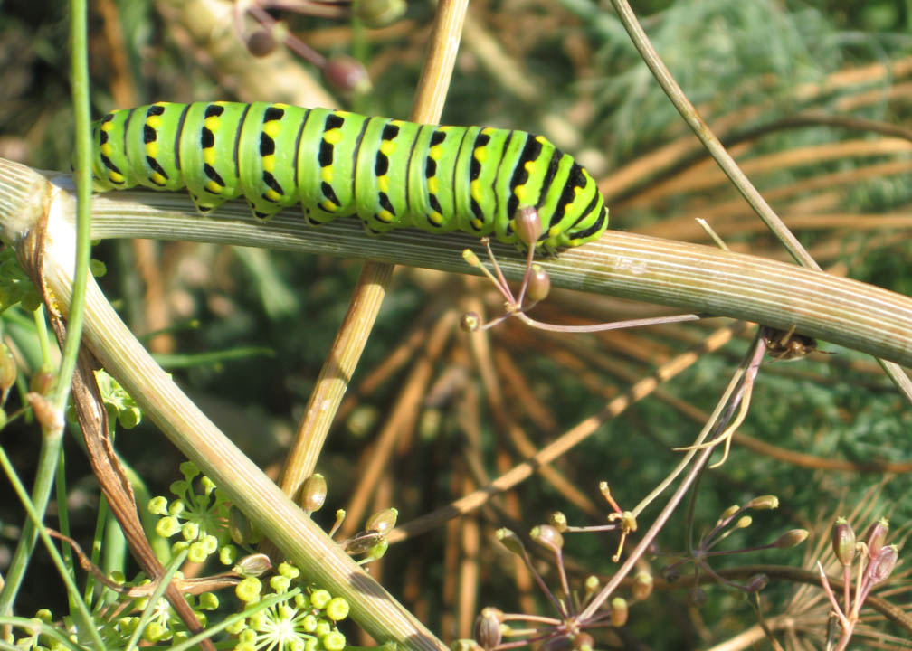 [swallowtail+caterpillar.jpg]