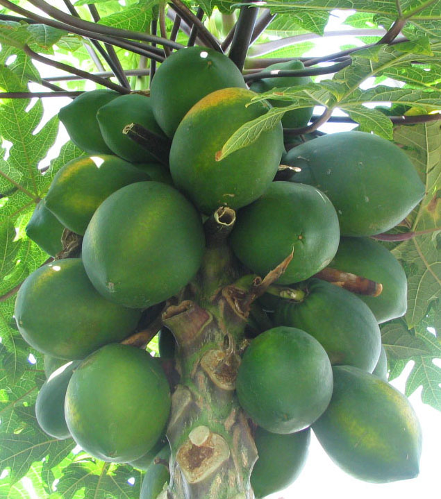 [Carica_papaya_-_papaya_-_var-tropical_dwarf_papaya_-_desc-fruit.jpg]