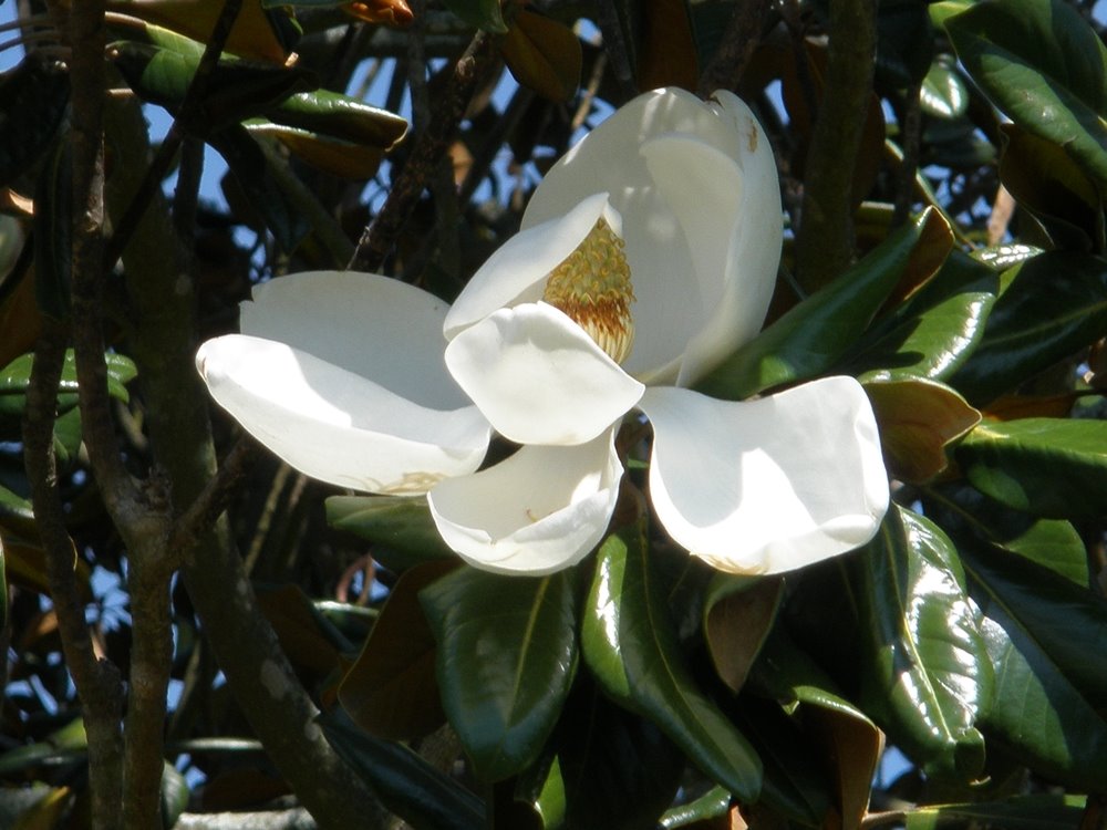 [magnolia2.JPG]