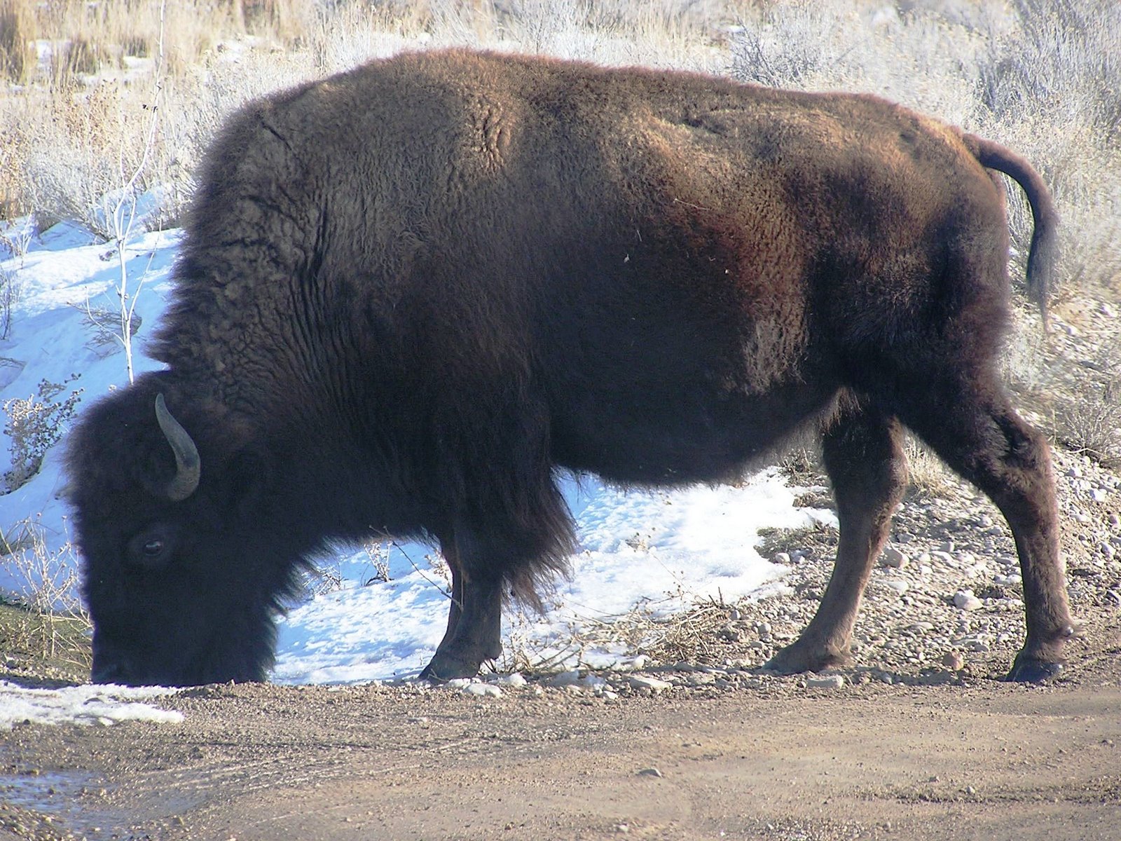 [up+close+with+bison.JPG]