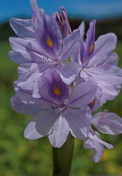 [240px-Water_hyacinth_bloom.jpg]