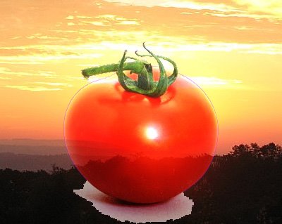 [tomato1+copy.jpg]