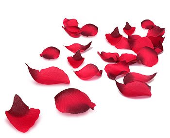 [rose+petals.bmp]