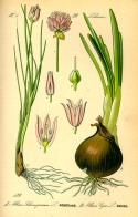 [Allium+cepa.jpg]