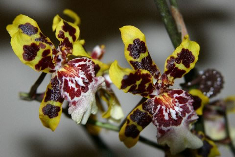 [orchids.jpg]