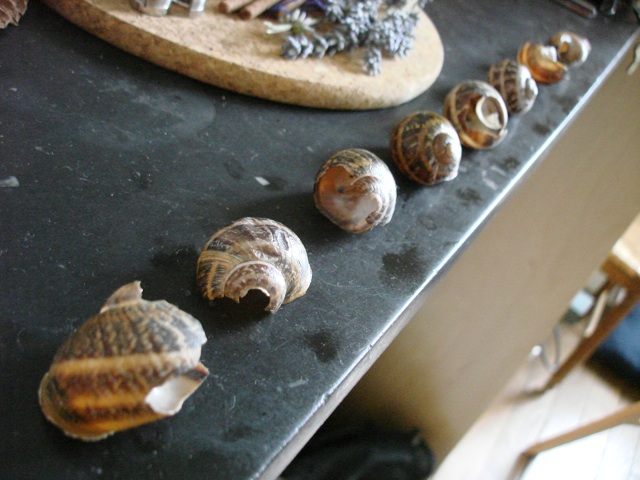 [shells.jpg]