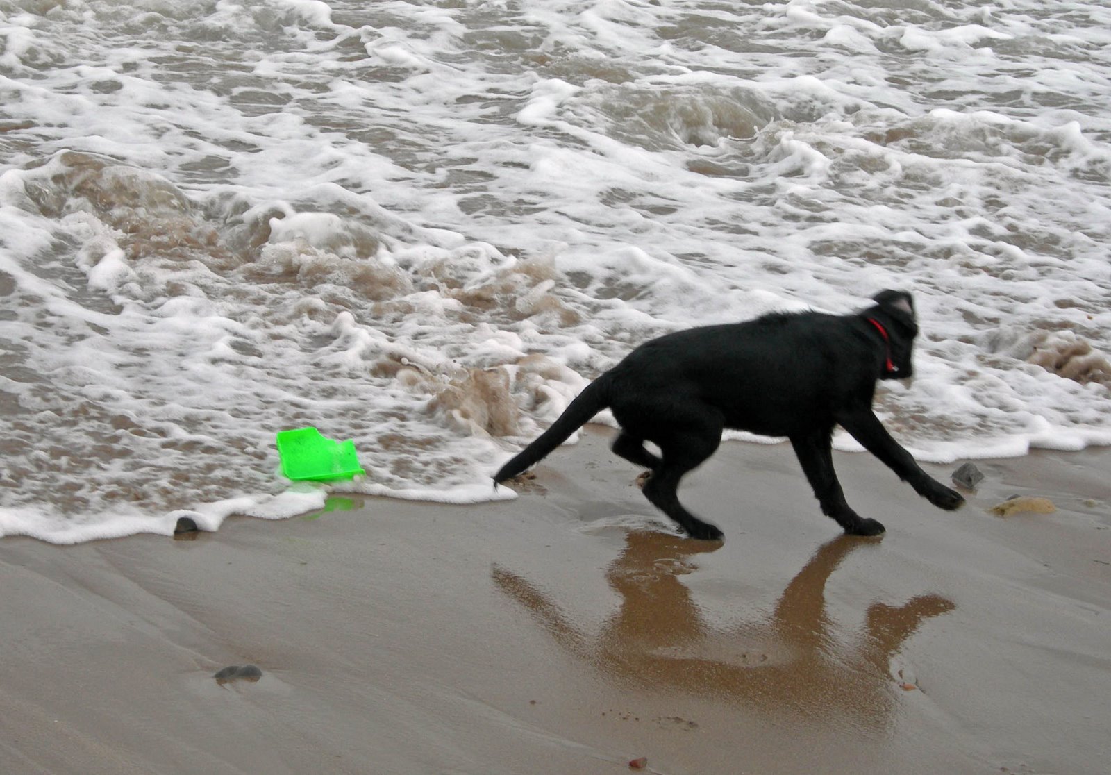 [Dogs+at+beach+llll.jpg]