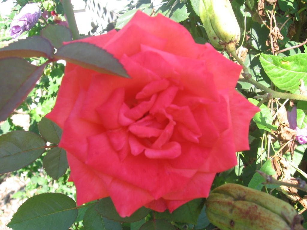[glorious-rose-08-07.JPG]