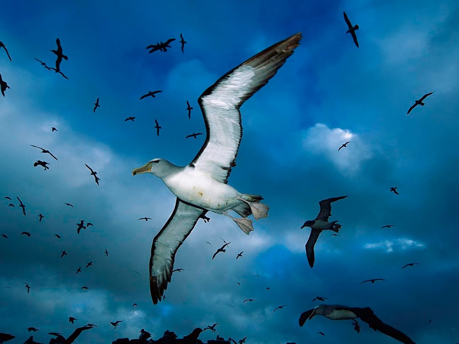 [seagull+flying+over.jpg]