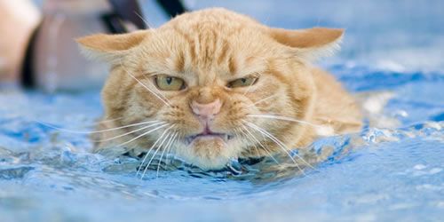 [upset+cat+swimmer.jpg]