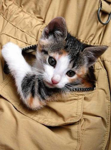 [Pocket+kitten.jpg]