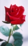 [Red_rose+a.jpg]