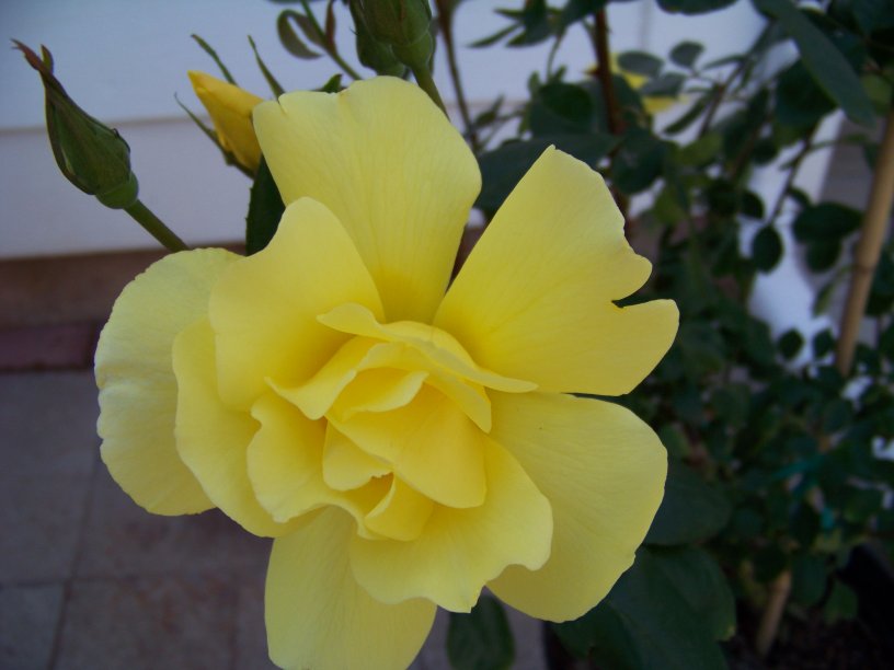 [yellow+rose.jpg]