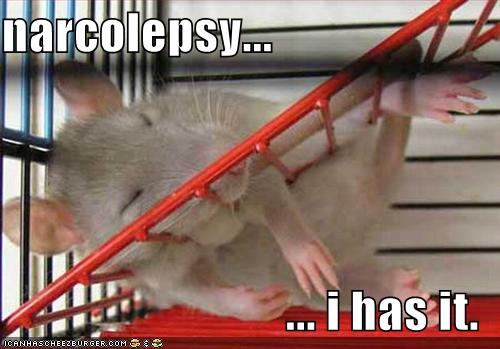 [funny-pictures-narcolepsy-rat.jpg]