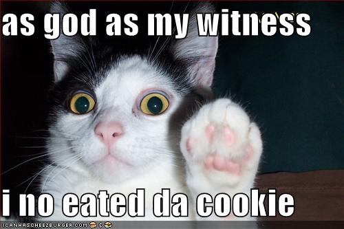 [funny-pictures-testify-cat.jpg]