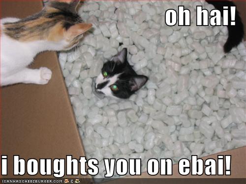 [funny-pictures-cats-box-packing-peanuts-ebay.jpg]
