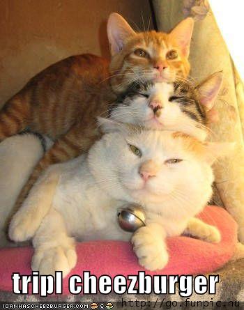 [funny-pictures-three-cats-tower.jpg]
