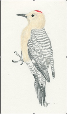 [Gila+Woodpecker.jpg]