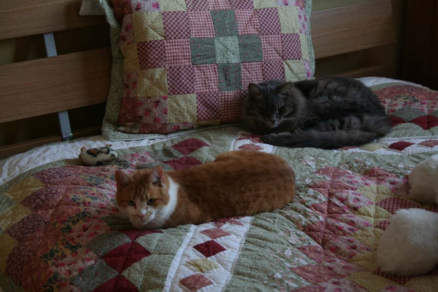 [Deux+chats+sur+un+lit.jpg]