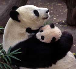 [pandas-hugging.jpg]