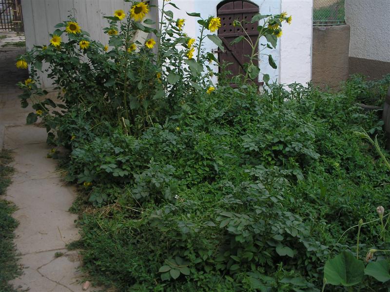 [unruly+sunflowers+and+potato+plants+(Medium).JPG]