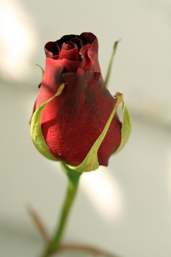 [rose+bud.jpg]