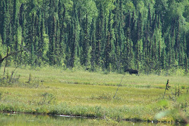 Cow moose and yearling