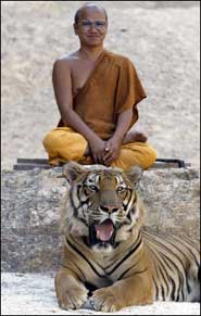 [meditate_tiger_temple.jpg]