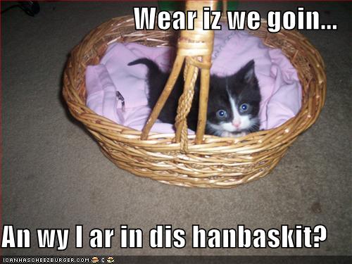 [funny-pictures-kitten-handbasket1.jpg]