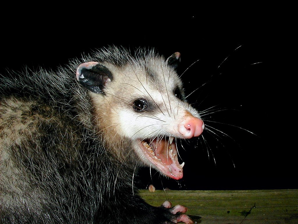 [AwesomePossum-AmericanOpossum.jpg]