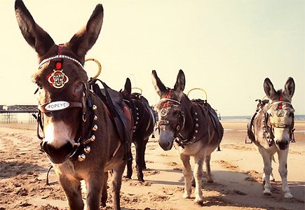 [donkeys-on-blackpool-beach.jpg]