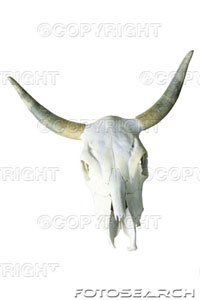 [animal-skull-with-horns-~-ks1854.jpg]