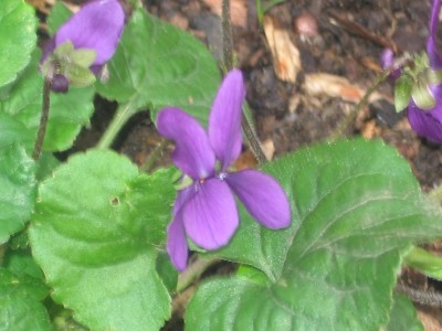 [violetflower.jpg]