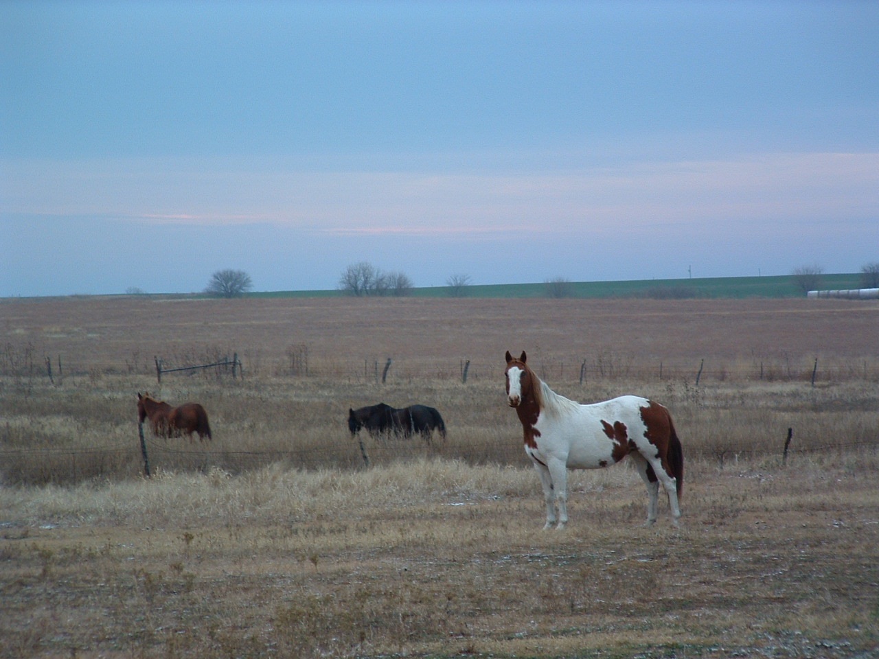 [Kansas+horses.jpg]