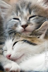 [sleeping_kittens.jpg]