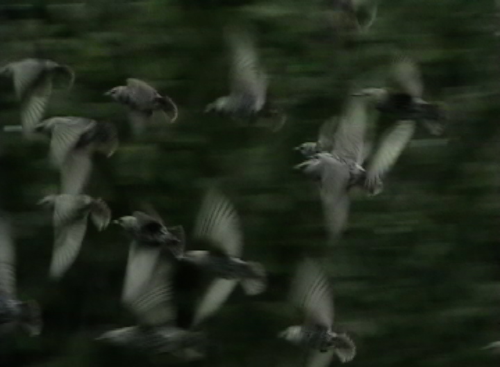 [b+blur+bird4.JPEG]