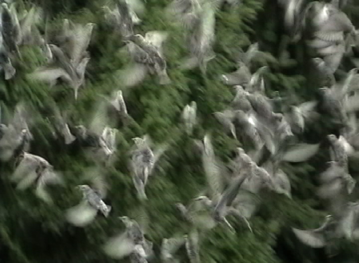 [blur+bird3.JPEG]