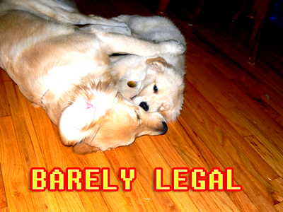 [puppys-legal.jpg]