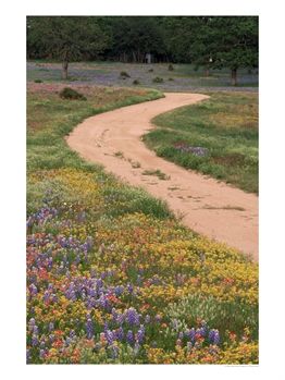 [421348~Dirt-Road-with-Wildflowers-Texas-Posters.jpg]