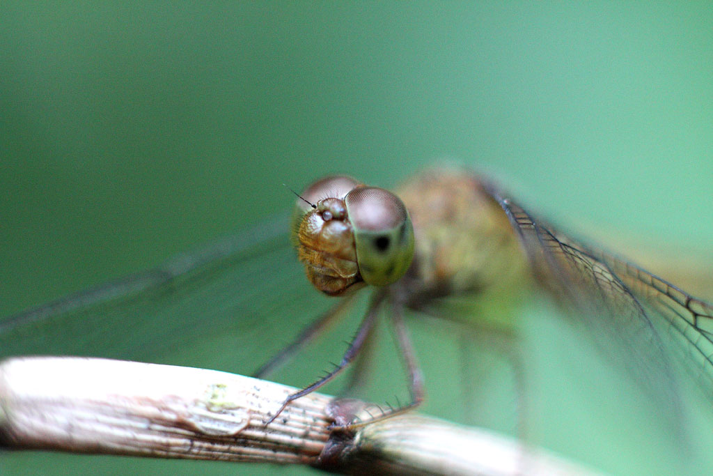 [dragonfly.jpg]