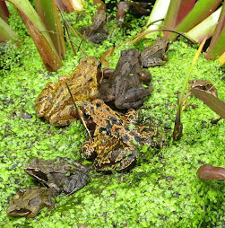 At last, the frogs are out now!Do you know who they are?