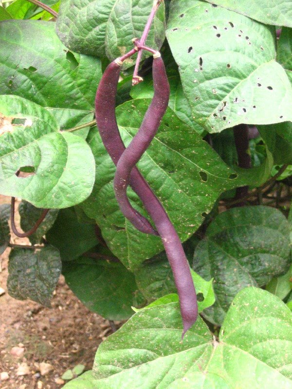 [7-24+purple+beans.JPG]