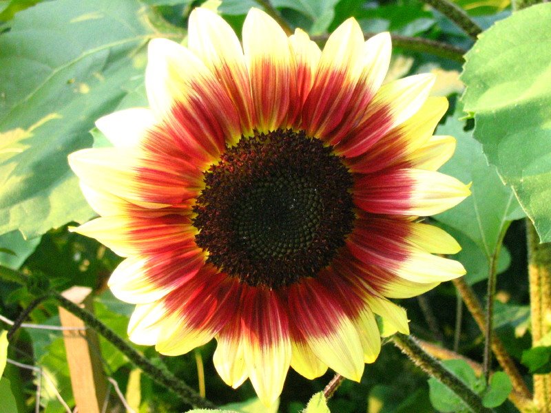 [7-19+sunflower1.JPG]