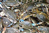 [crabs.jpg]