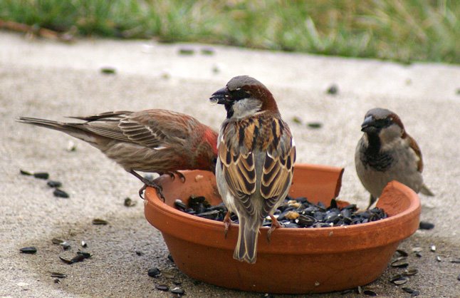 [3-29-08--house-sparrows-and.jpg]