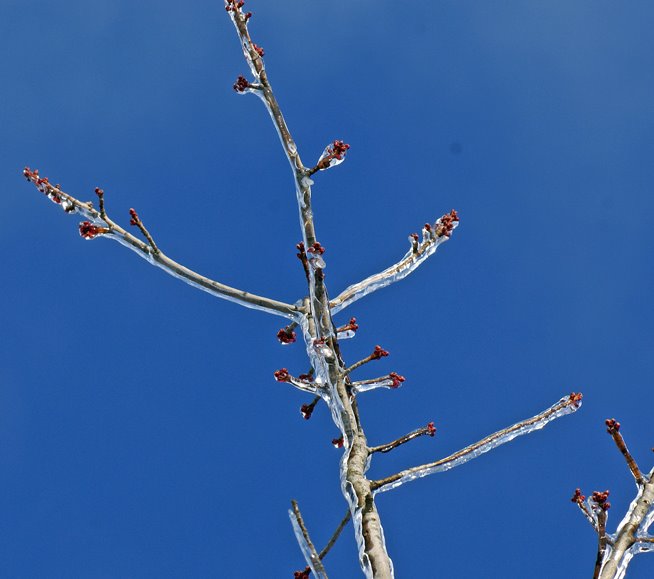 [3-5-08-Icy-Maple-buds.jpg]