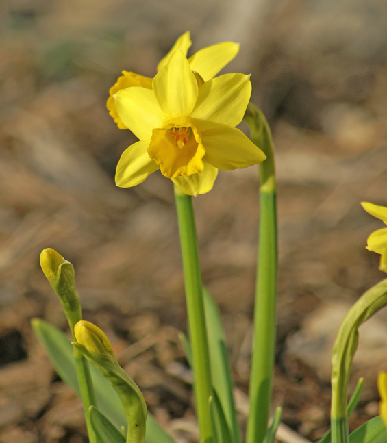 [4-7-08-daffodils.jpg]
