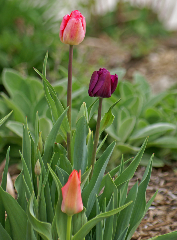 [4-21-08-Tulips-Multi-colore.jpg]