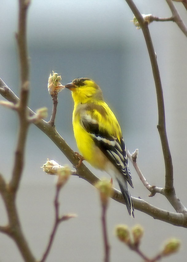 [4-13-08-goldfinch-eating-bu.jpg]