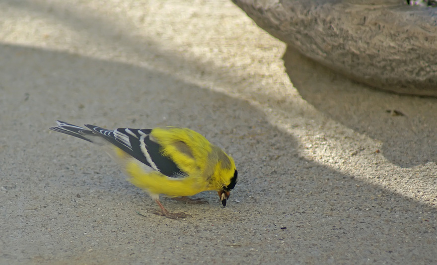 [4-16-08--Birds--goldfinch-1.jpg]